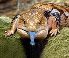 キタアオジタトカゲ