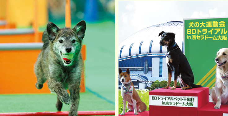 わんちゃんの大運動会!ドッグトライアル