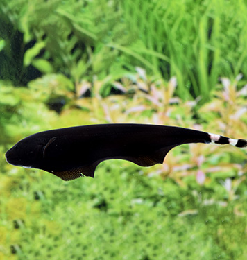 ブラックゴースト