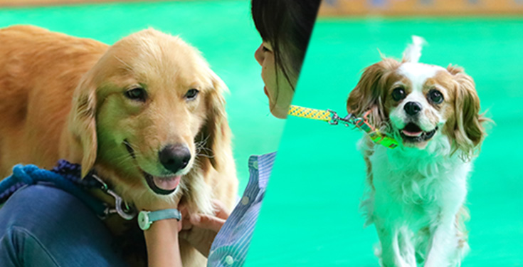 おさんぽコーナー