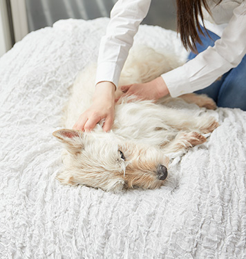 ペットマッサージ体験