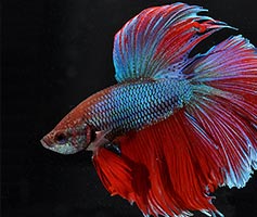 スーパーデルタ