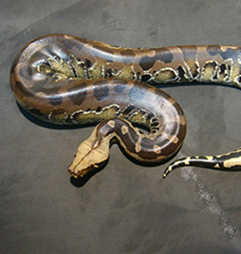 ブラッドパイソン